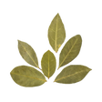 ورق الغار